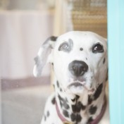 当店の看板犬、ミルキーです。